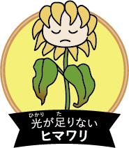光が足りないヒマワリ